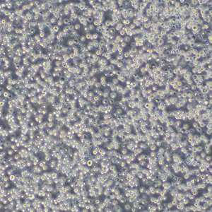 熱銷：THP-1（STR鑒定正確）