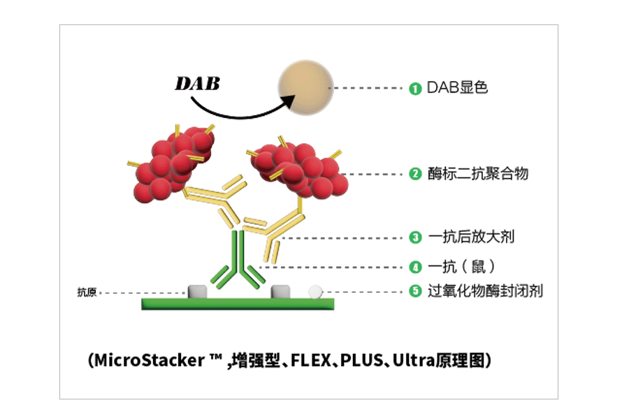 免疫組化試劑盒