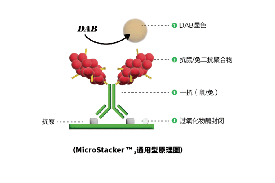免疫組化顯色試劑盒