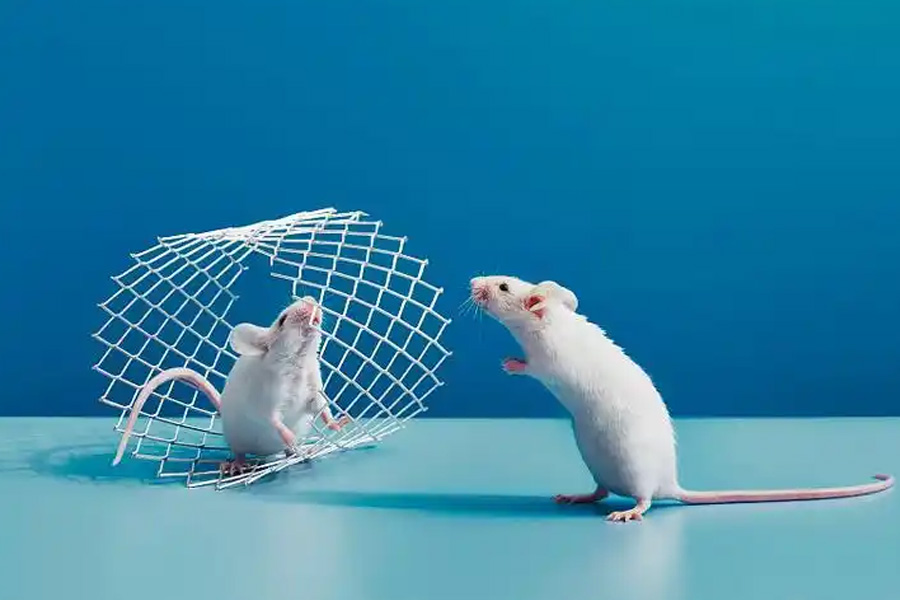 Mouse-on-Mouse polymer免疫組化試劑盒 Mouse-on-Mouse polymer免疫組化試劑盒